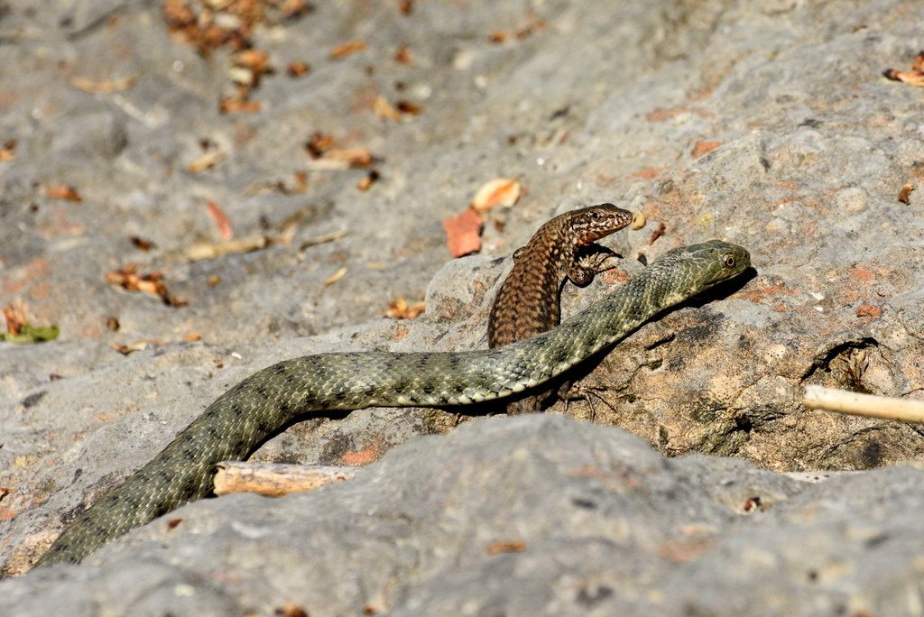 La natrice tessellata disdegna le lucertole?